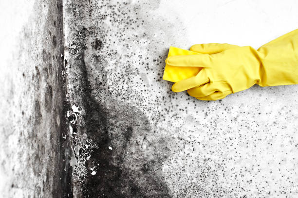 Best Mold Odor Removal Services  in Lemon Grove, CA
